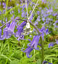 Bluebell Cluster Necklace - Image 3