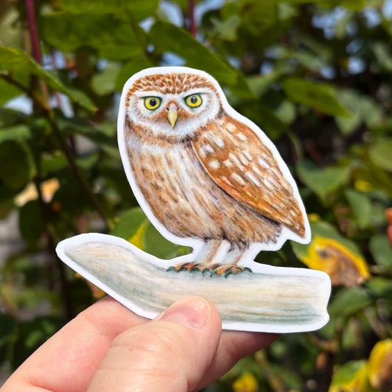 Little Owl Sticker