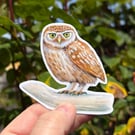 Little Owl Sticker
