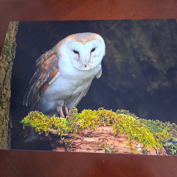 BARN OWL PHOTOGRAPH 16x12