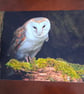 BARN OWL PHOTOGRAPH 16x12