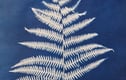 Cyanotype sun print