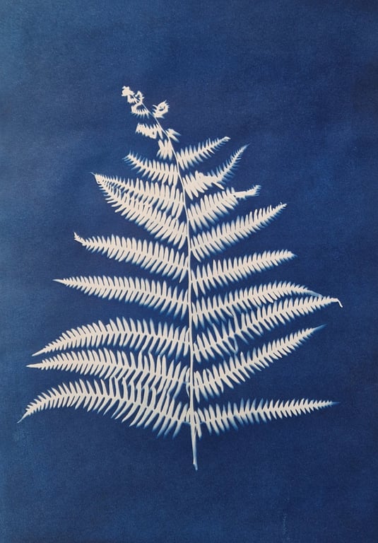 Cyanotype Sun Print Original - Fern
