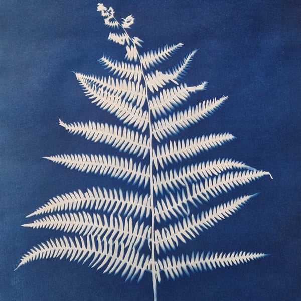 Cyanotype Sun Print Original - Fern