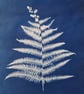 Cyanotype Sun Print Original - Fern