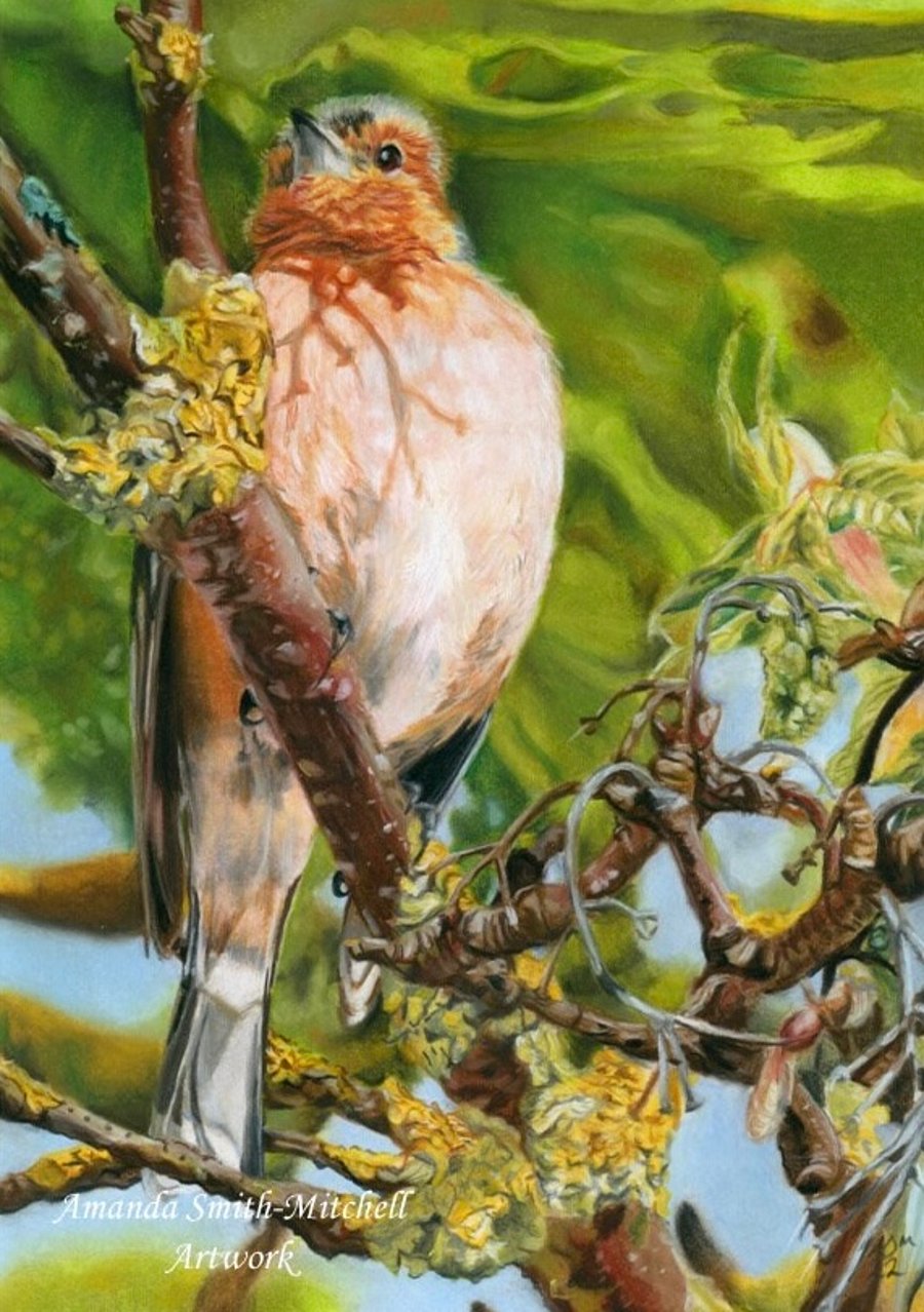 Chaffinch, an original pastel Pencil artwork 