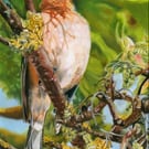 Chaffinch, an original pastel Pencil artwork 