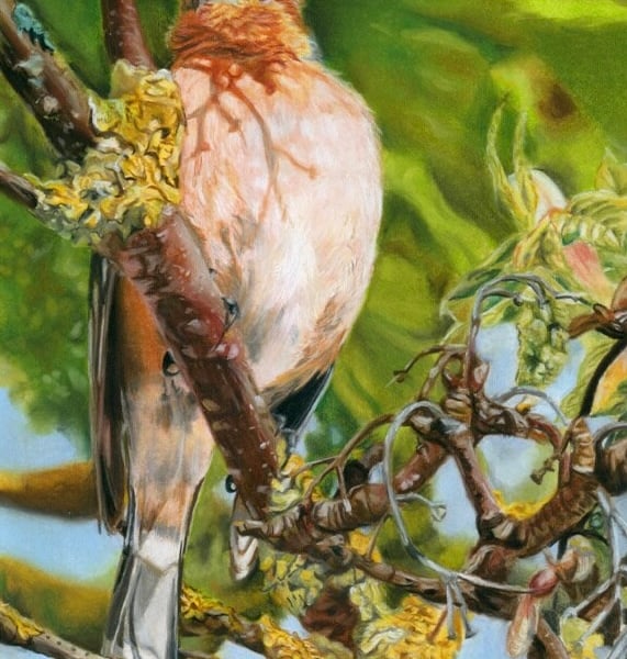 Chaffinch, an original pastel Pencil artwork 