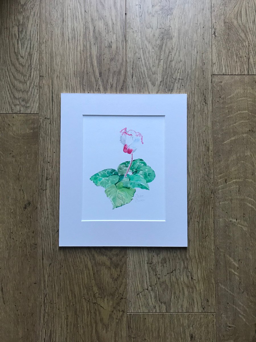 Limited Edition Gliclee Print of Watercolour Cyclamen, Botanical Study