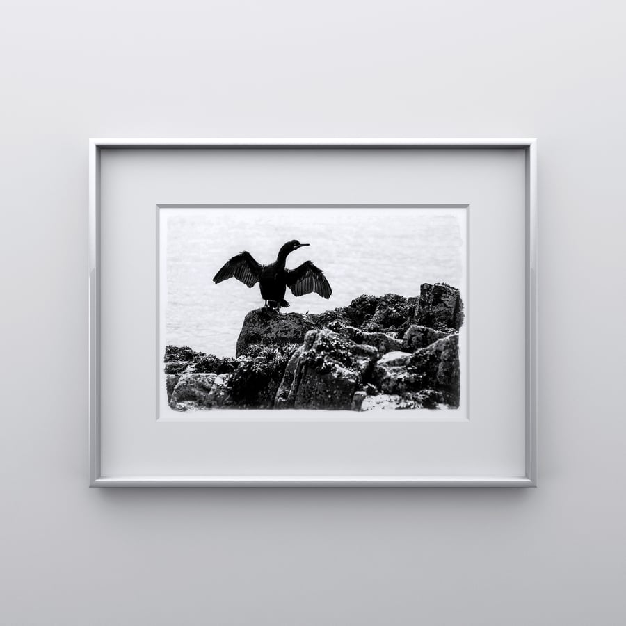 Cormorant Rocks - Print in A4 or A3 Mount