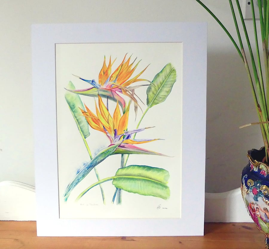 Bird of Paradise Flower Botanical Tropical Plant Watercolour Painting 