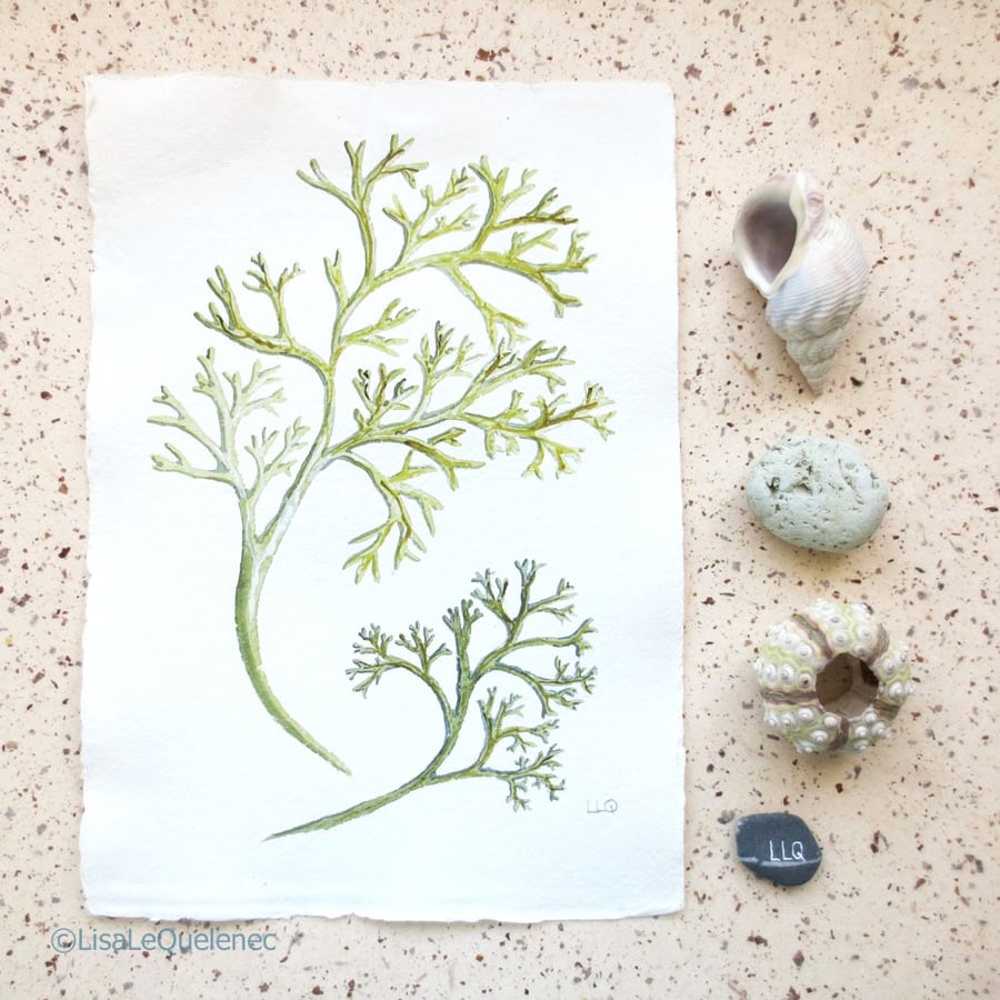 Delicate green seaweed painting seaside collect - Folksy