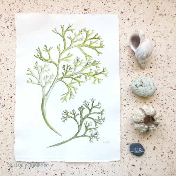 Delicate green seaweed painting seaside collection series original art