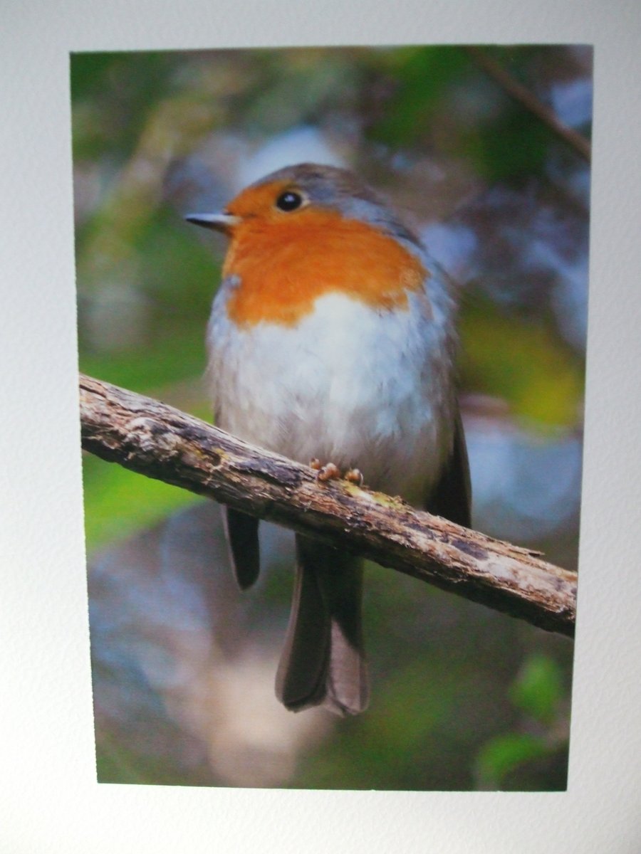 Photo of a Robin on a Christmas card.