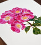 Rose A5 Signed Print - Image 3