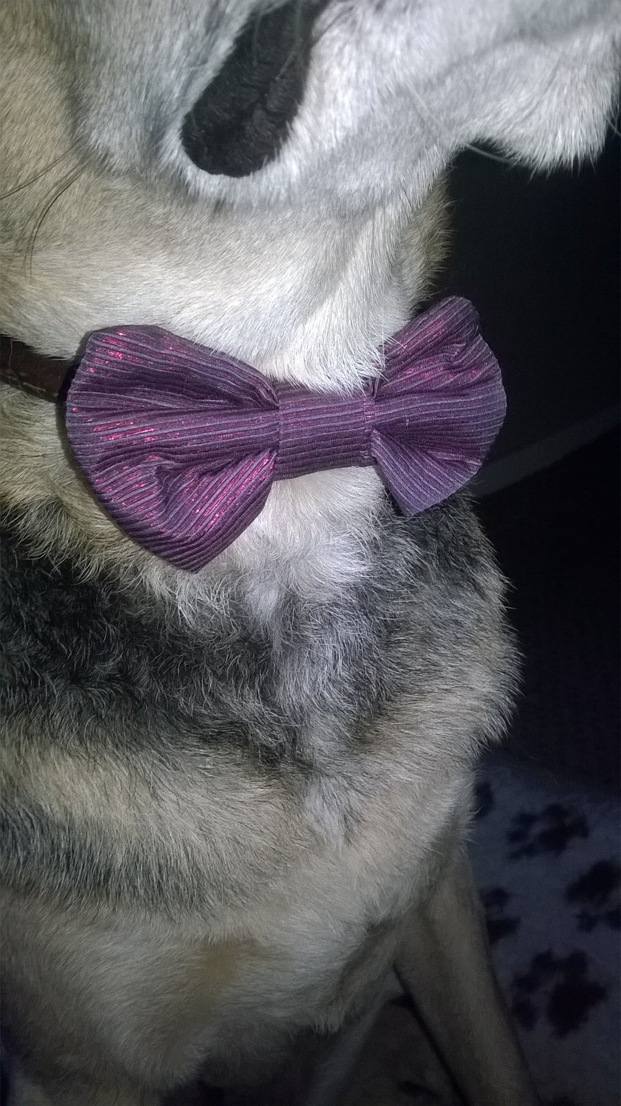Bow tie for dogs in shimmer purple 