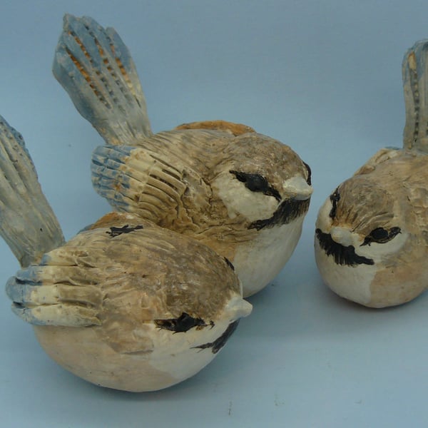 Clay Wren bird