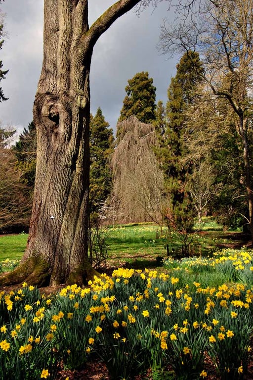 Batsford Arboretum Cotswolds Moreton In Marsh Photograph Print