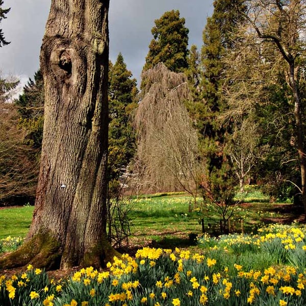 Batsford Arboretum Cotswolds Moreton In Marsh Photograph Print