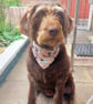 Elasticated slip-on Dog Bandana - Size S-M - Image 5