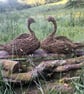 Swan, woven willow, bird, creatures, wicker, natural, environment, gardens, home