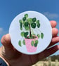Pocket Mirror Chinese Money Plant  - Image 1
