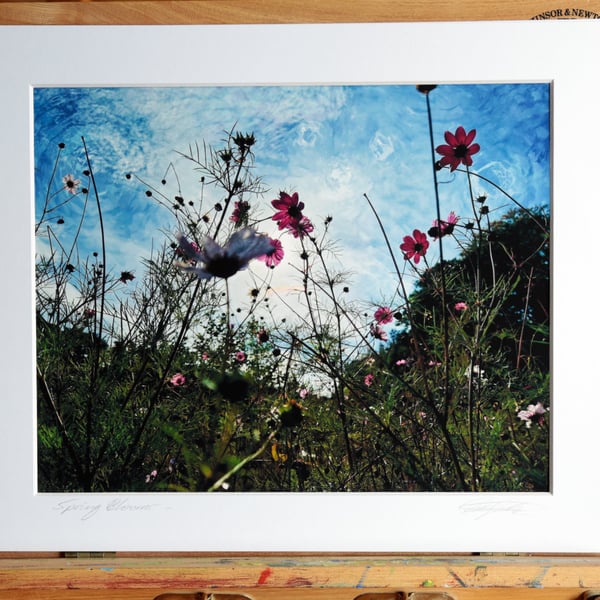 Spring Blooms Archival Photo Print 8 x 10inch in 10 x 12 mount