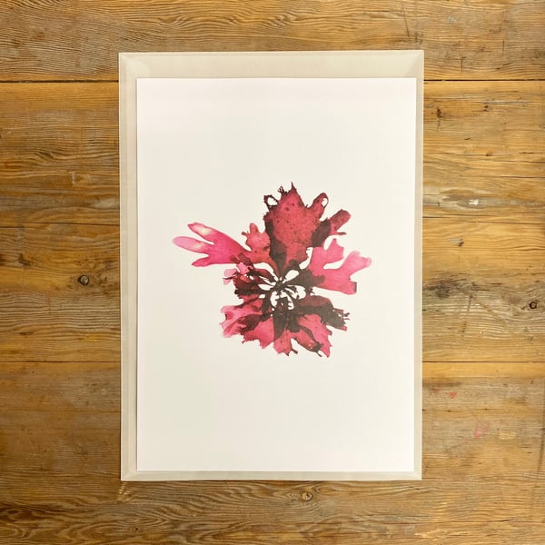Seaweed art print - Rosy Fan Weed