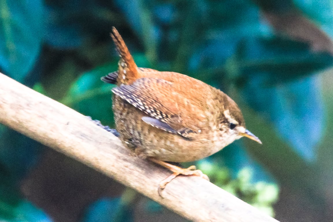 Garden Bird Greetings Card - Wren Photography - Blank inside.