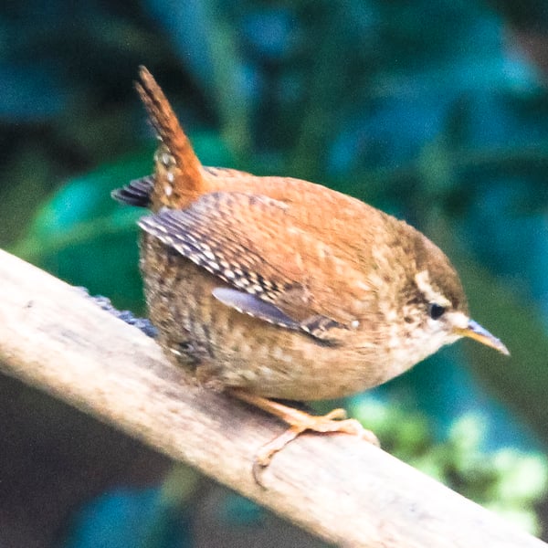 Garden Bird Greetings Card - Wren Photography - Blank inside.