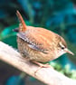 Garden Bird Greetings Card - Wren Photography - Blank inside.
