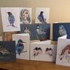 Mixed pack of 10 greetings cards , Bird Collection