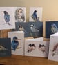 Mixed pack of 10 greetings cards , Bird Collection