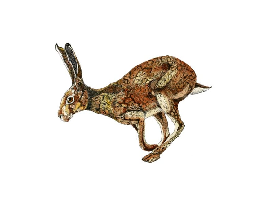 Golden Hare Print Hare illustration Giclee A4 Print