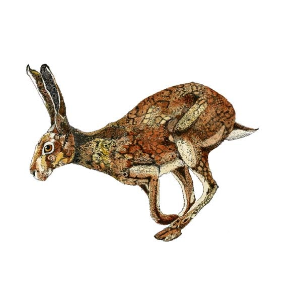Golden Hare Print Hare illustration Giclee A4 Print