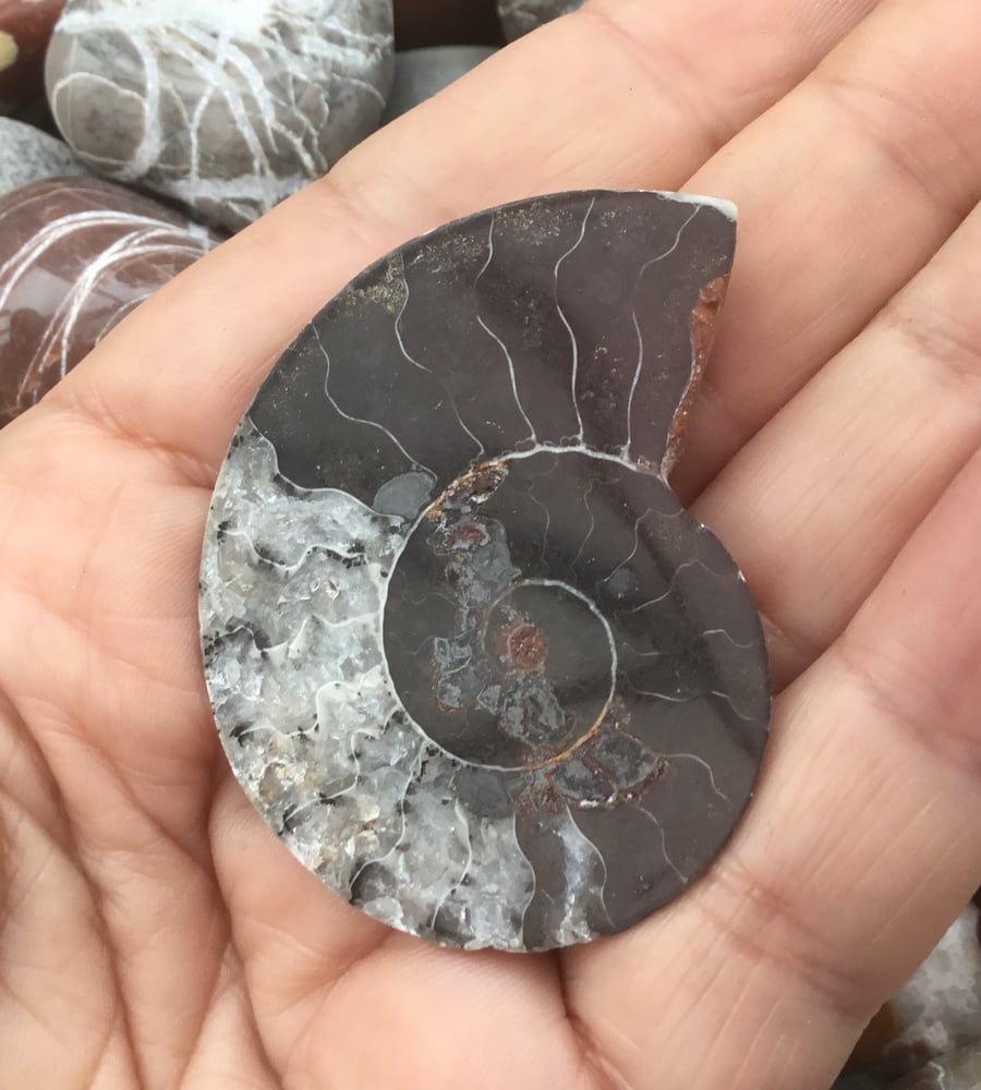 Lovely Half Polished Ammonite Cabochon for crafting or Jewellery Project.