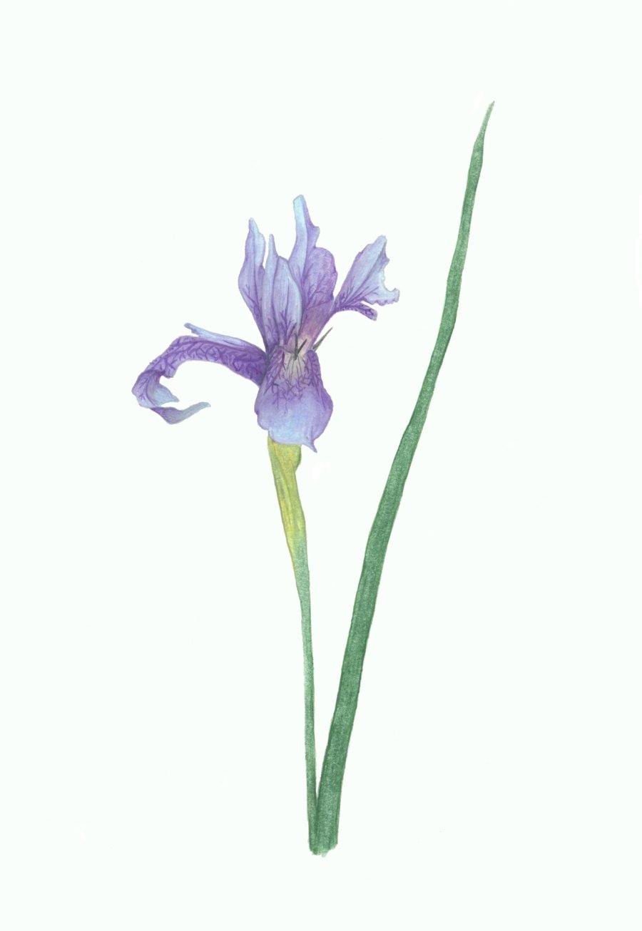 Seconds Sunday Blue Iris limited edition giclee print, and cards