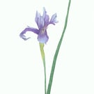 Seconds Sunday Blue Iris limited edition giclee print, and cards