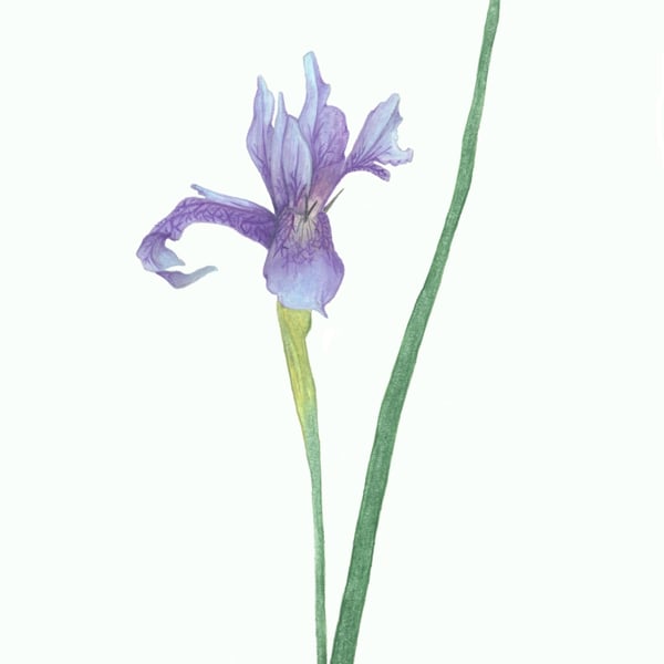 Seconds Sunday Blue Iris limited edition giclee print, and cards