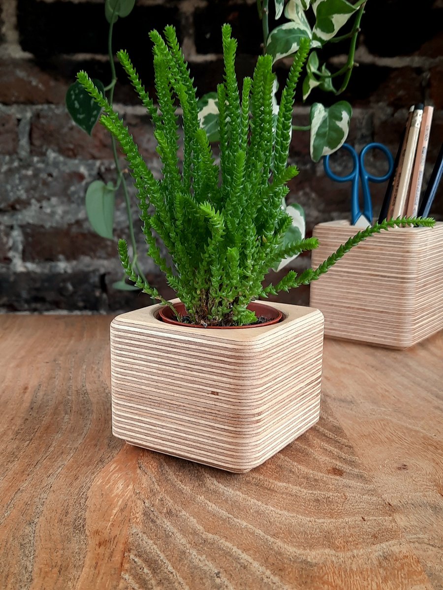 Succulent Cactus Nursery Plant Pot - Birch Ply - Contemporary Hygge