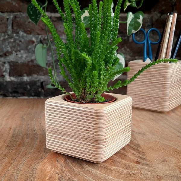 Succulent Cactus Nursery Plant Pot - Birch Ply - Contemporary Hygge