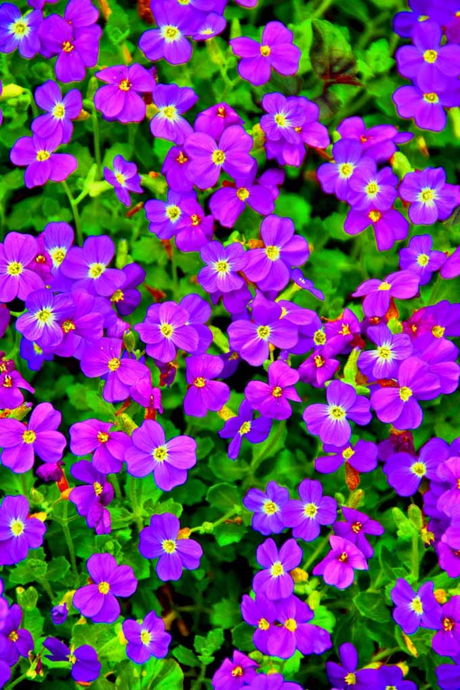 Purple Blue Aubretia Summer Flowers Photograph Print