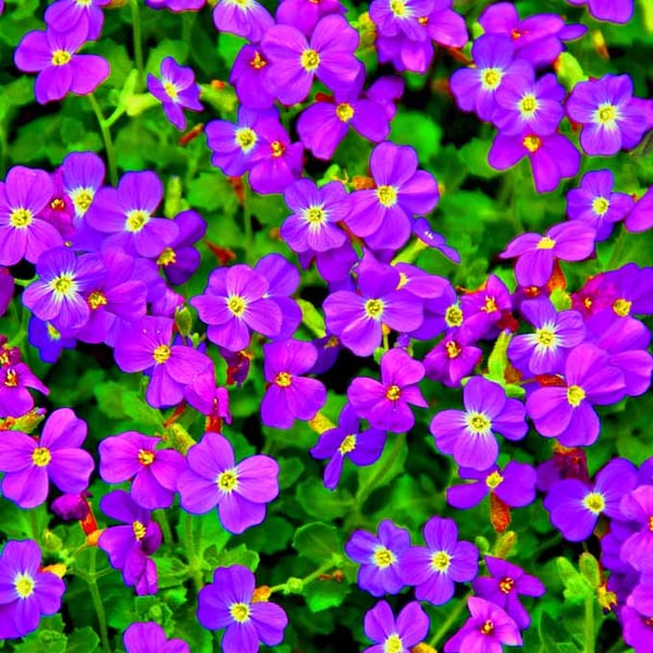 Purple Blue Aubretia Summer Flowers Photograph Print