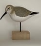 Dunlin - Image 3