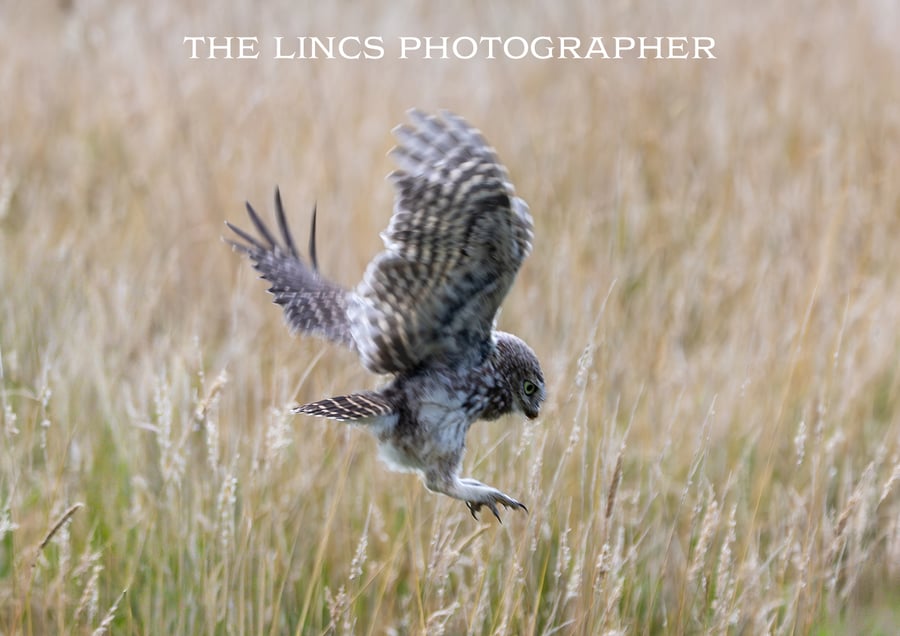 Little  Owl print (Limited edition of 10)