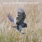 Little  Owl print (Limited edition of 10)