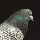 Pigeon Fine Art Giclée Mini Print