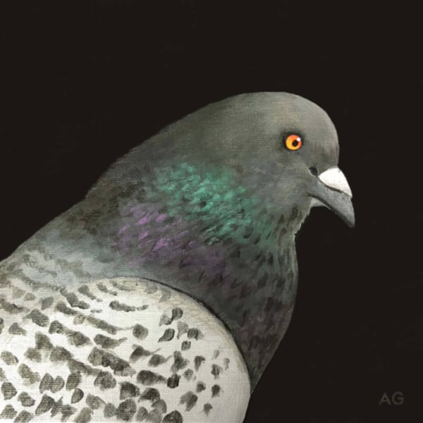 Fine Art Giclée Print Pigeon