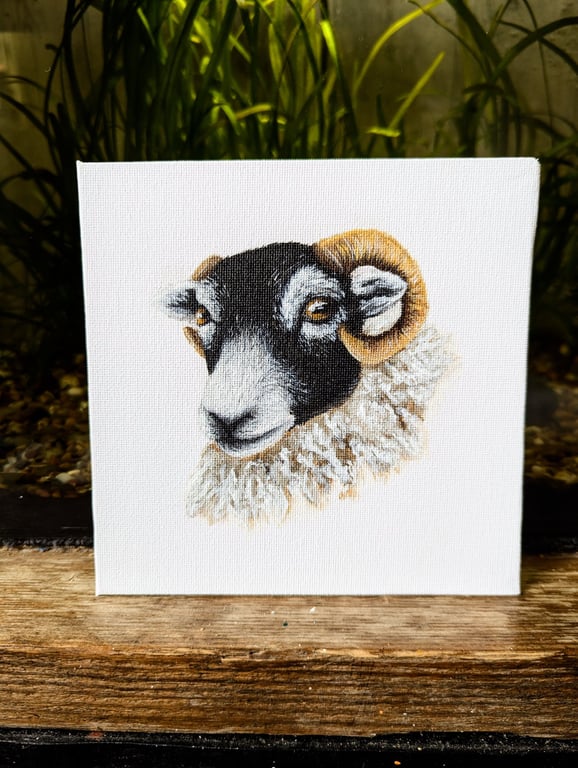 Swaledale Sheep Acrylic Portrait Painting 