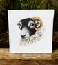 Swaledale Sheep Acrylic Portrait Painting 
